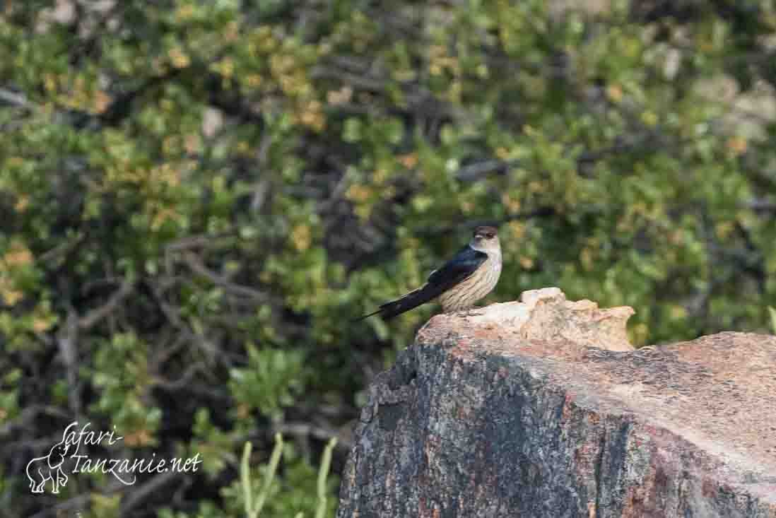 hirondelle a tete rousse 6880