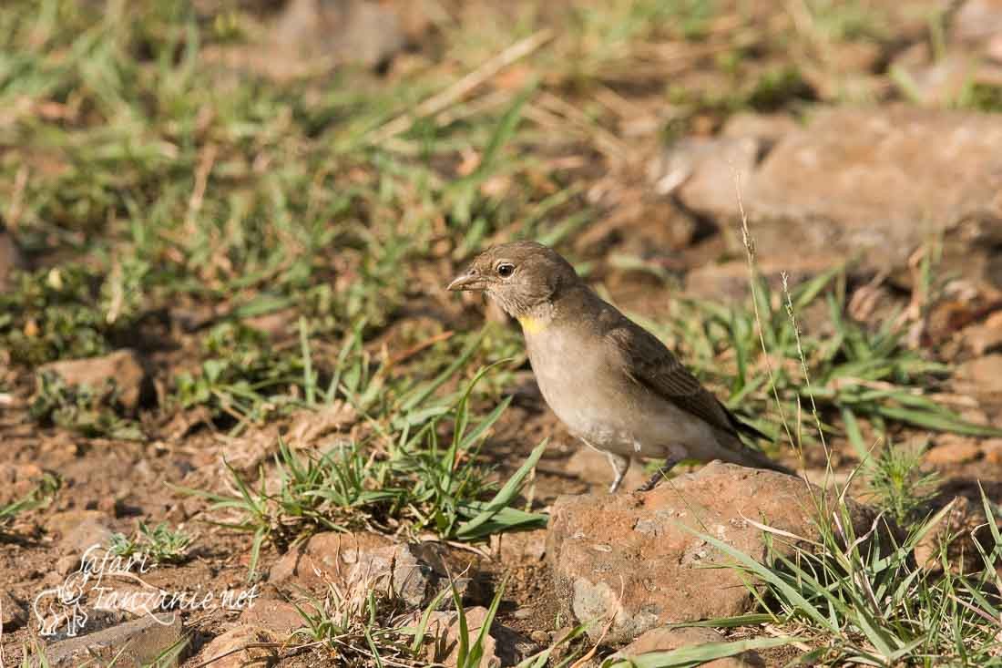 moineau a point jaune 0878