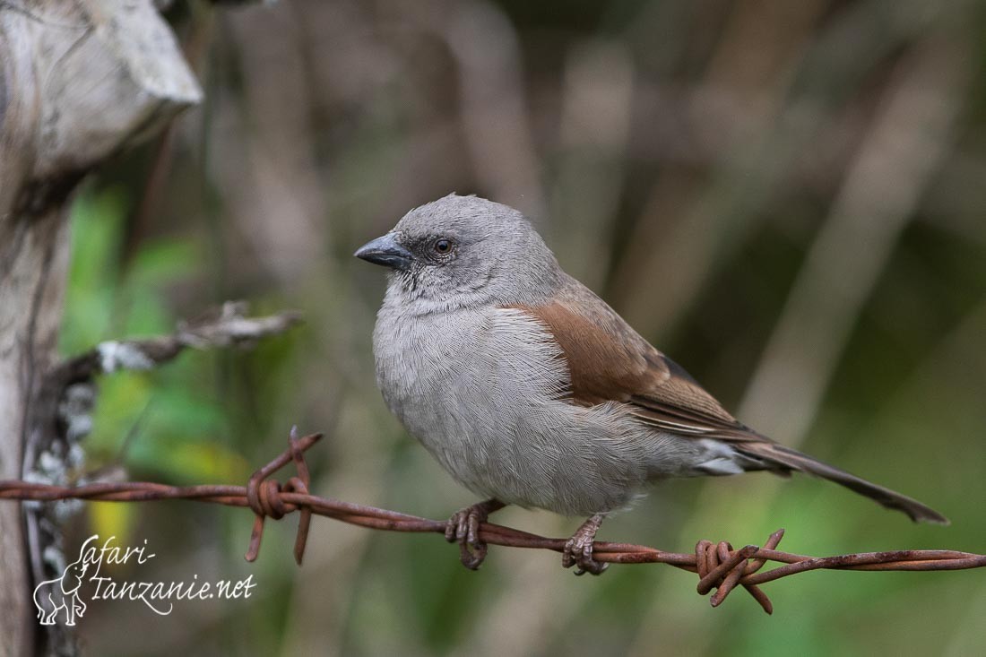 moineau de swainson 2391