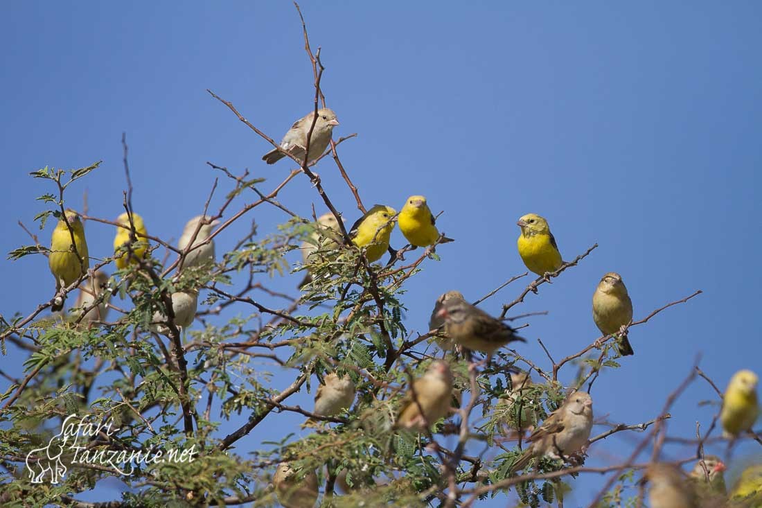 moineau dore 1224