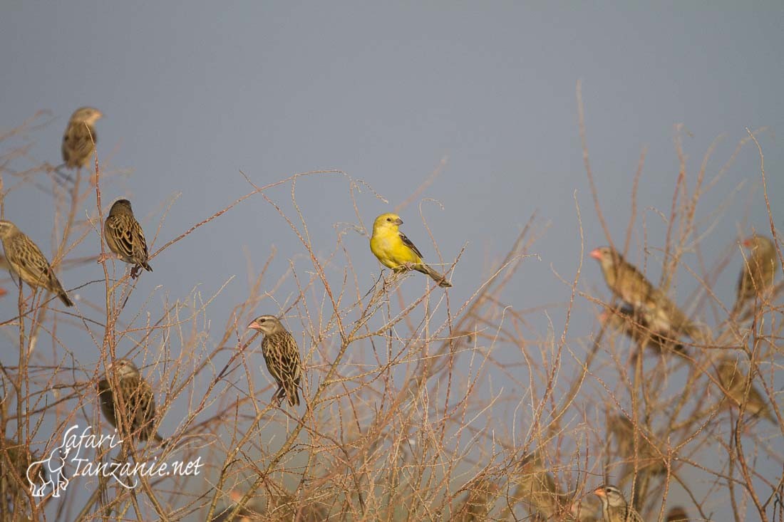 moineau dore 9905