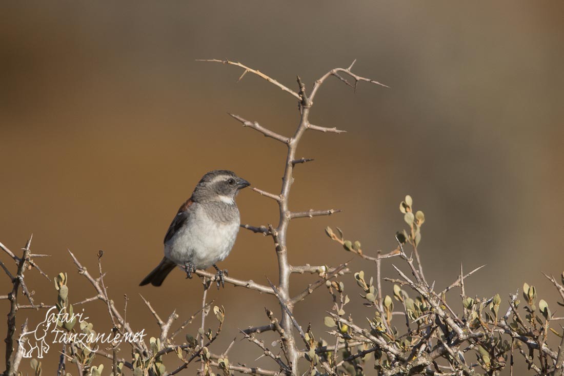 moineau melanure 4962