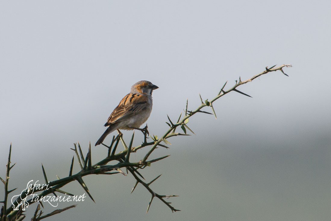 moineau roux 0040