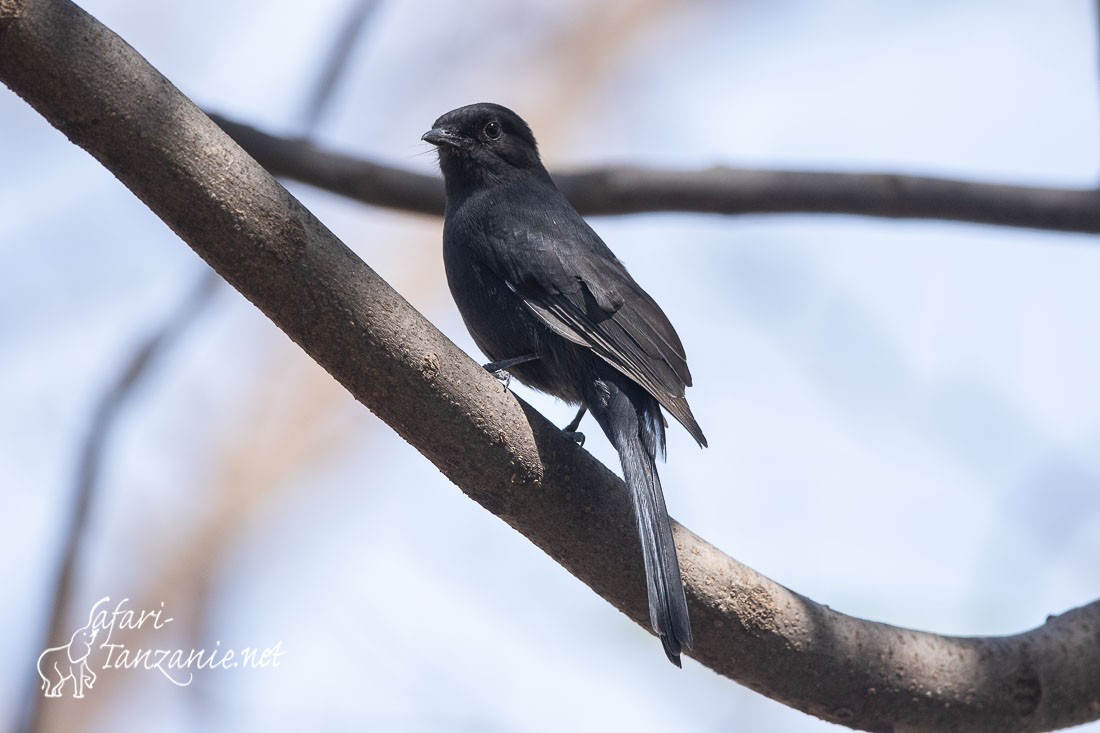 gobemouche drongo 5531