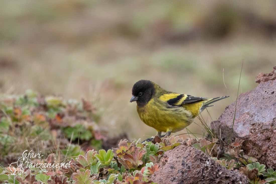 serin a tete noire 3518