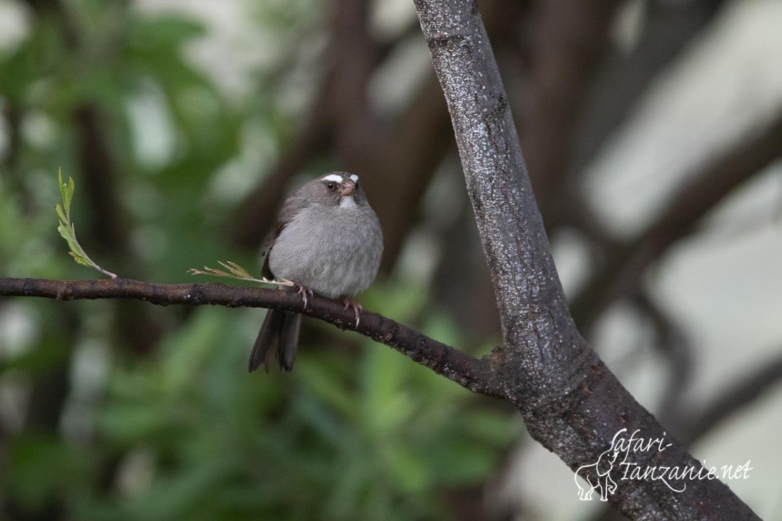 serin a trois raies 0997