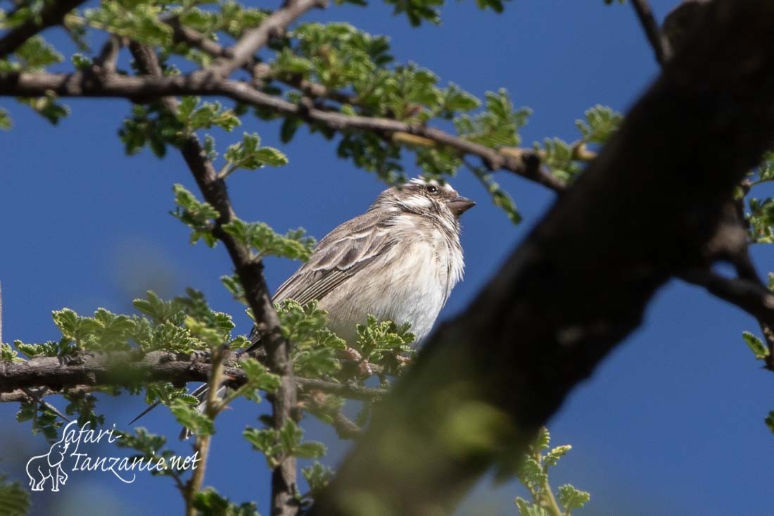 serin de reichenow 3204