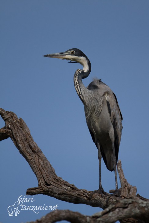 heron melanocephale 9769