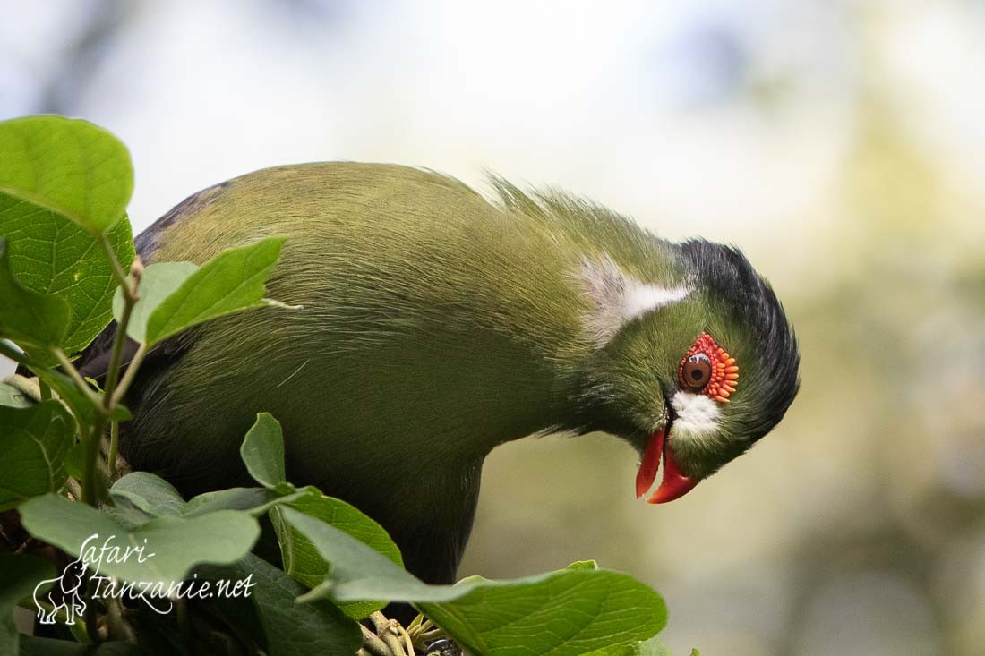 touraco a joues blanches 0857