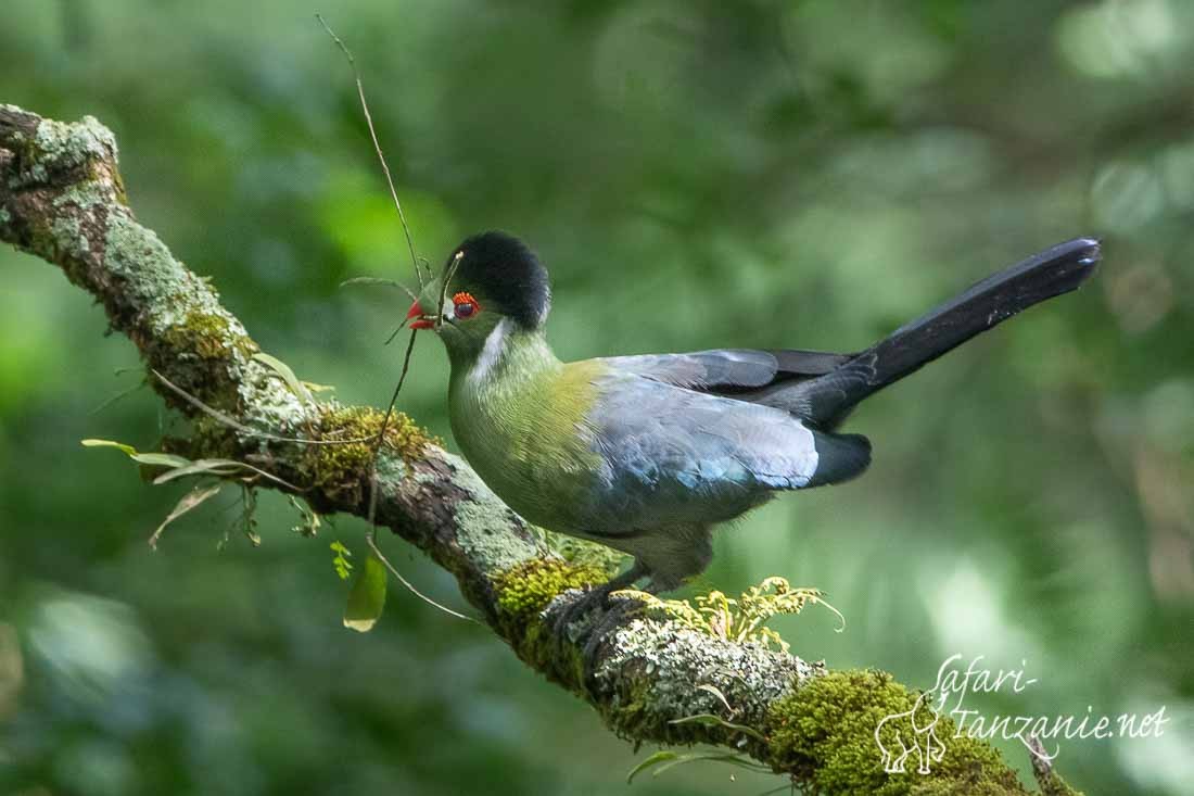 touraco a joues blanches 0867