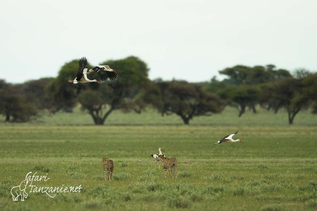 cigogne blanche 0278