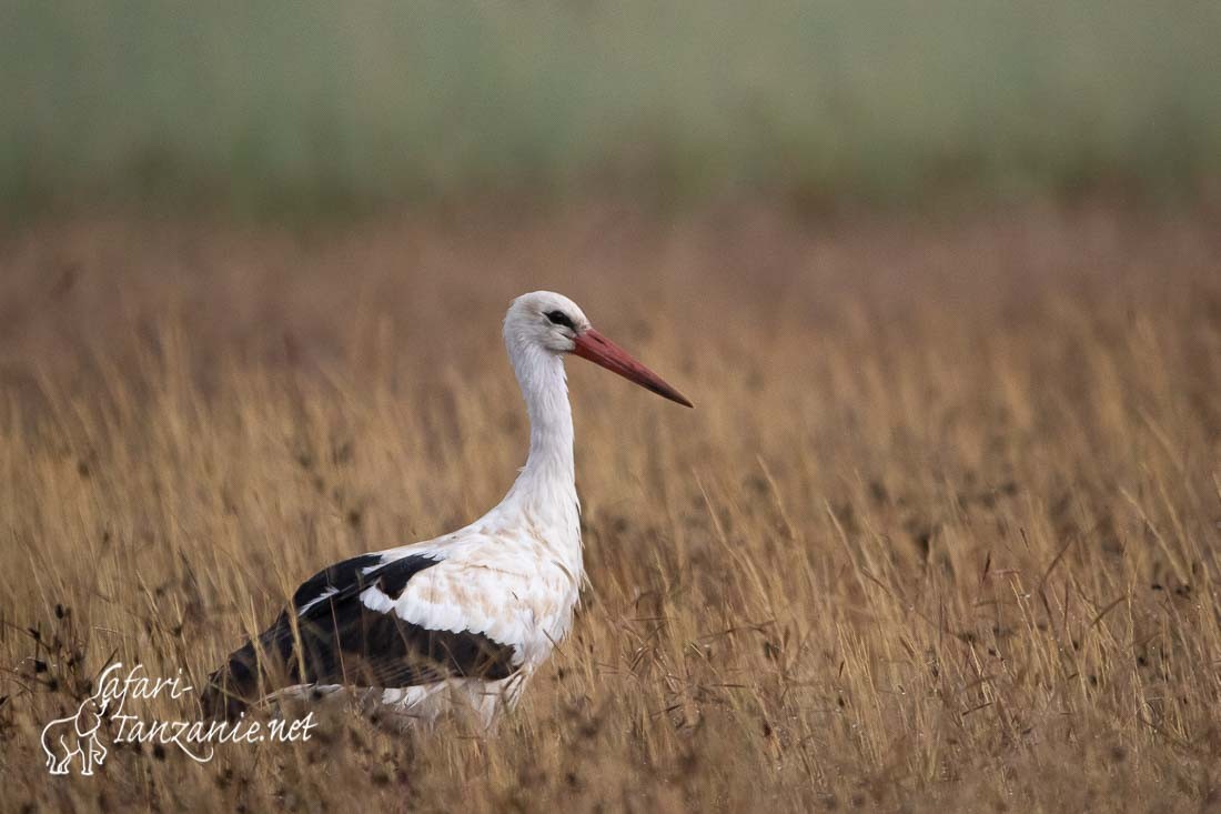 cigogne blanche 1004