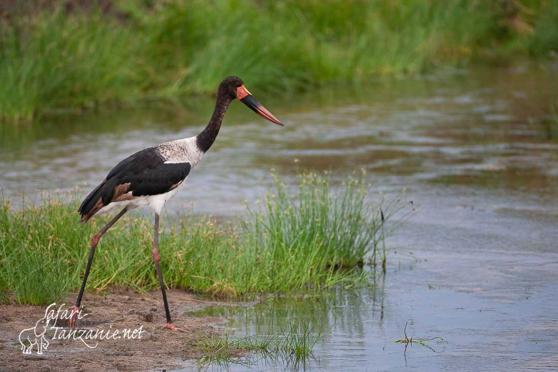 jabiru 081152