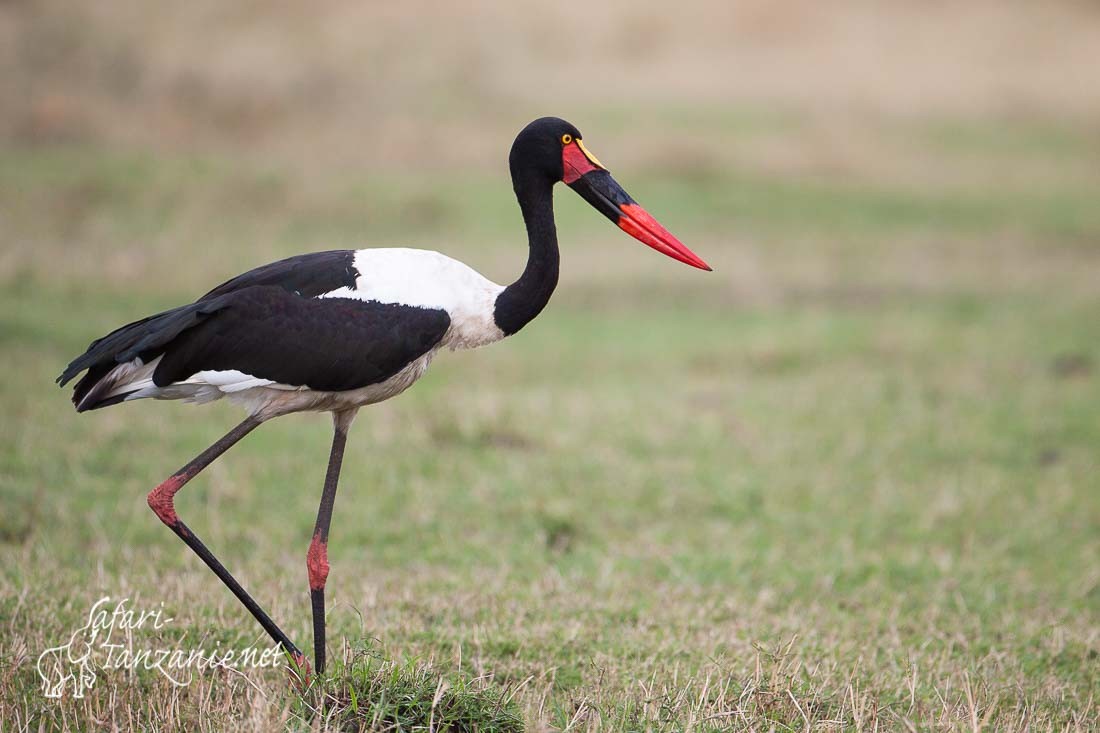 jabiru 7789