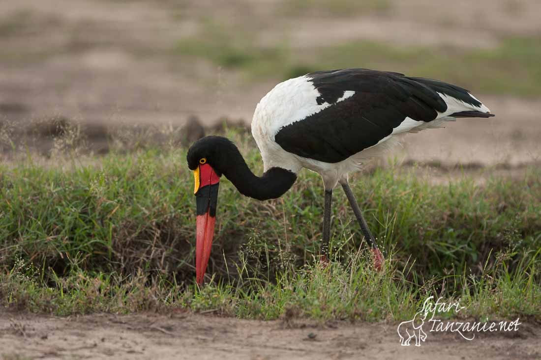 jabiru 9546