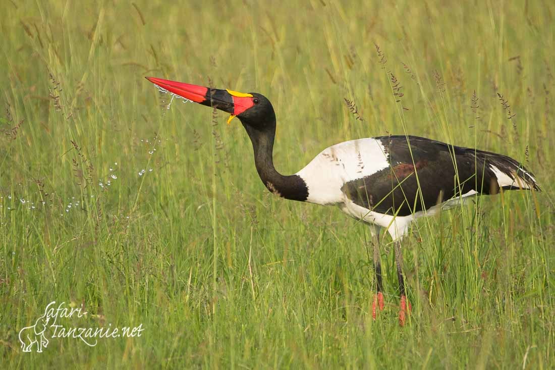 jabiru d afrique 3153