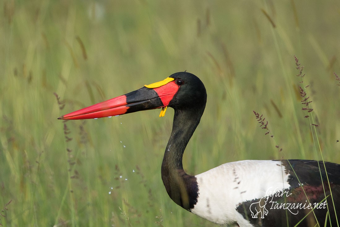 jabiru d afrique 4358