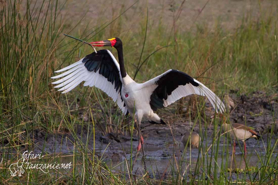 jabiru d afrique 6269