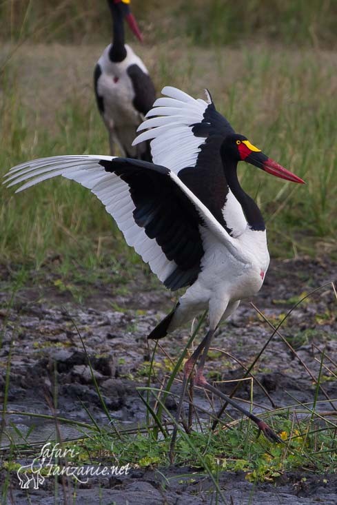 jabiru d afrique 6280