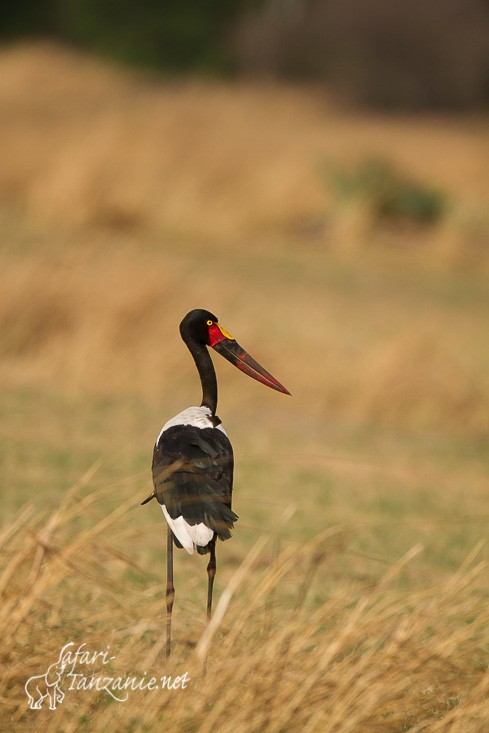 jabiru 5506