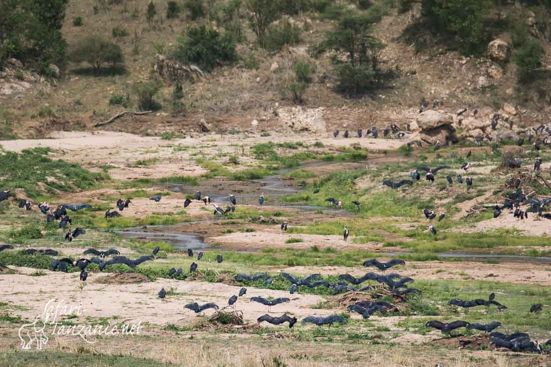 marabout d afrique 080819