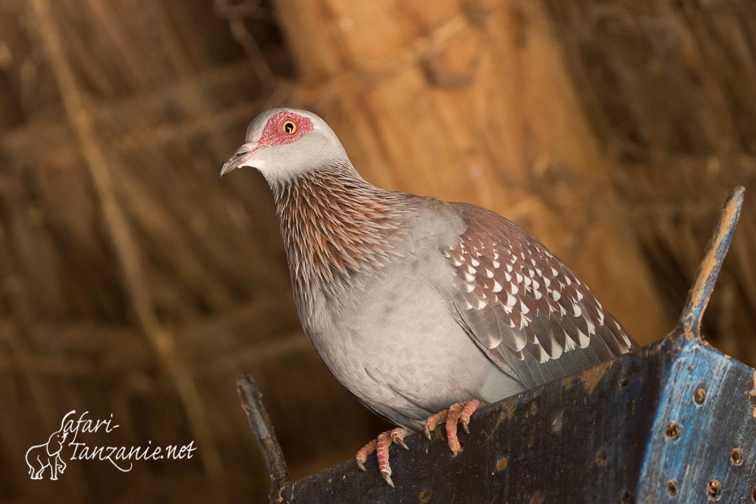 pigeon roussard 0887