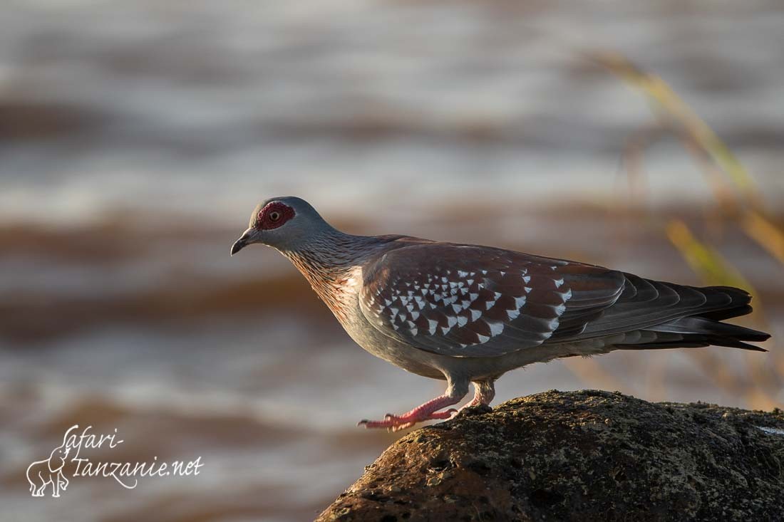 pigeon roussard 3423