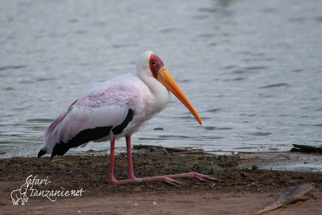 tantale ibis 8774
