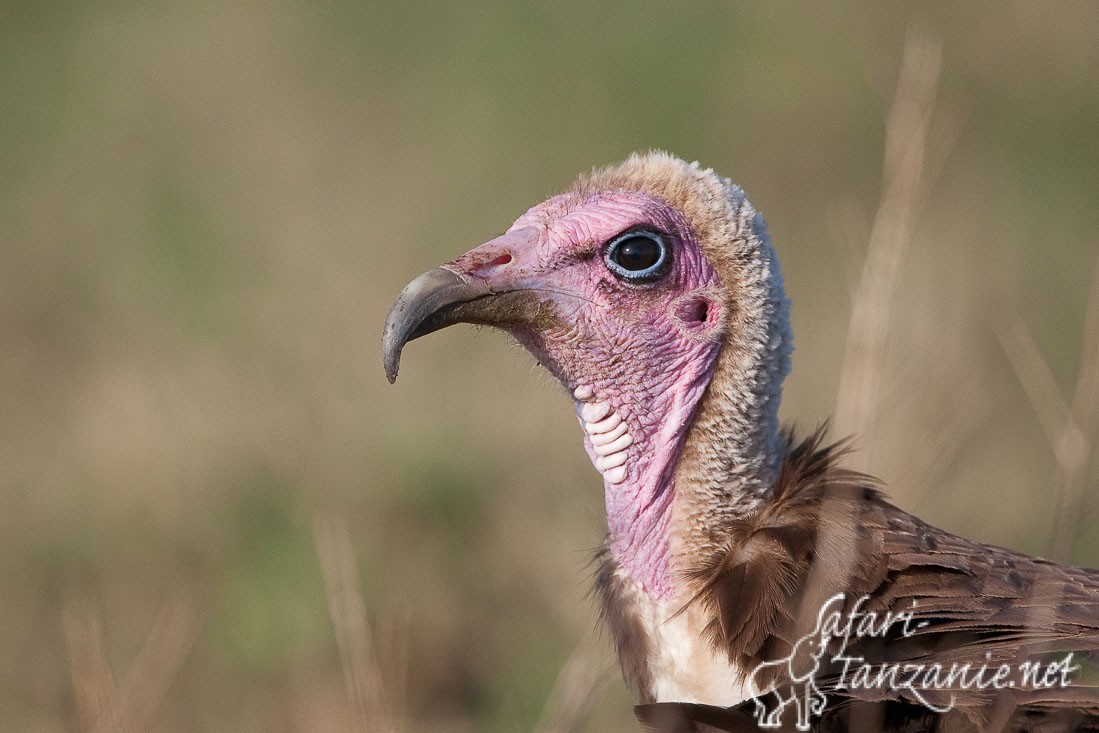 vautour charognard 095303