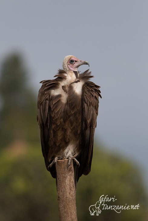 vautour charognard 1013