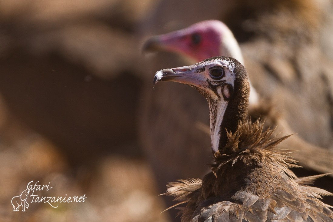 vautour charognard 2748