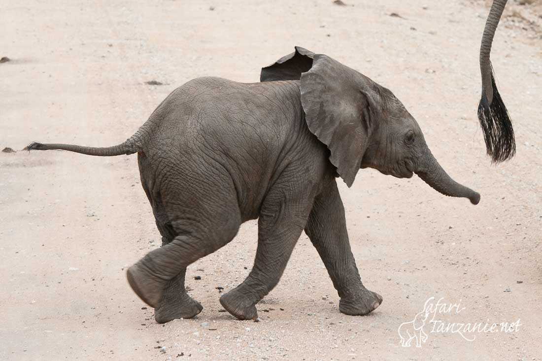 elephant 8184