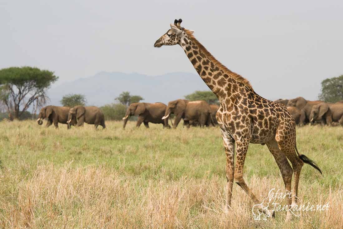 girafe elephants 8148