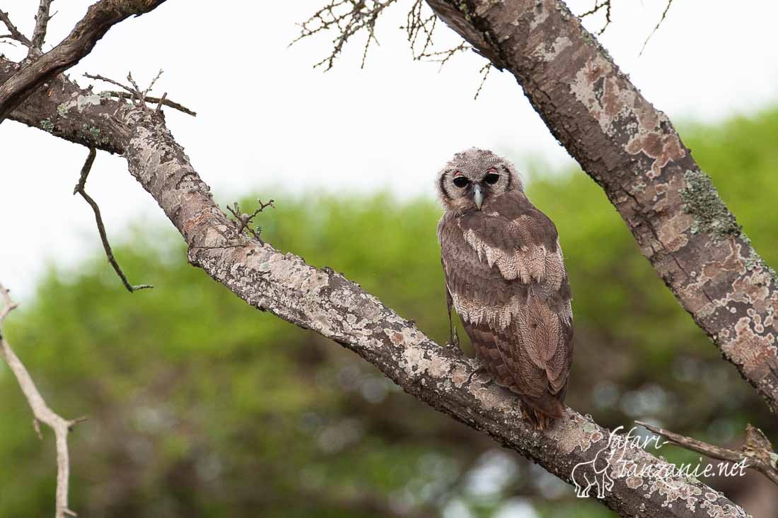 grand duc de verreaux 081304