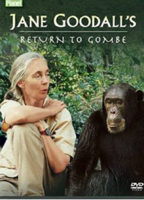 Jane Goodall Gombe