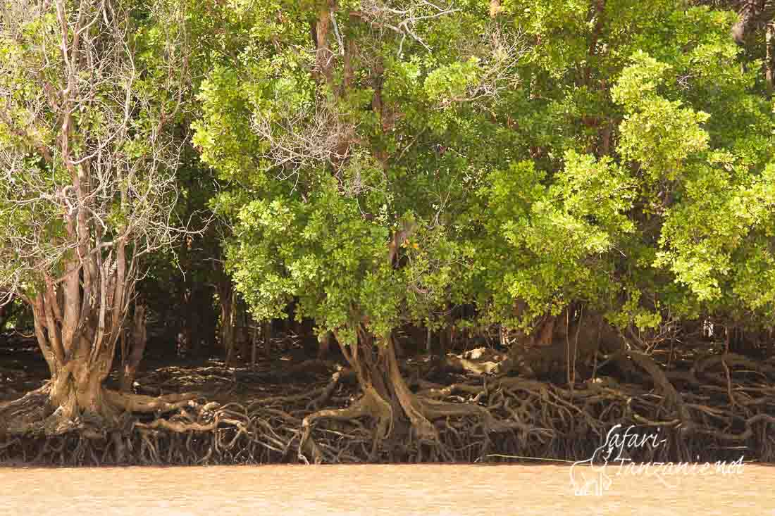 mangrove 108008