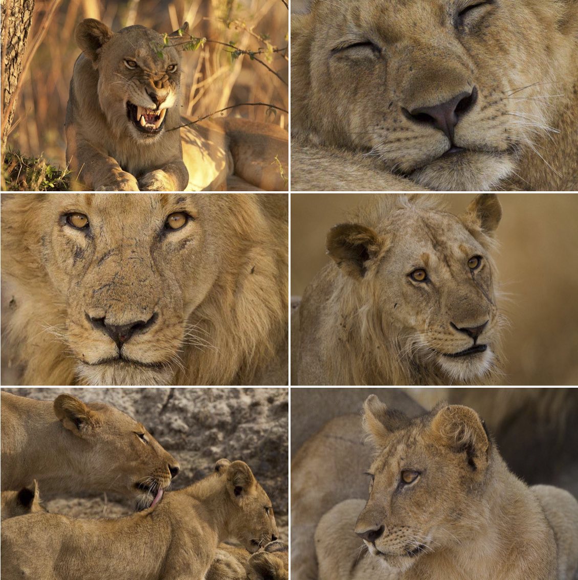 katavi lions