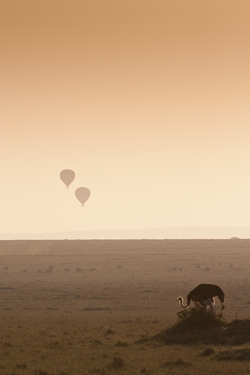 montgolfiere safari 0606