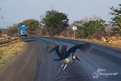 route Tanzanie marabout